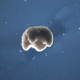 A four-legged xenobot moving in its aquatic environment.